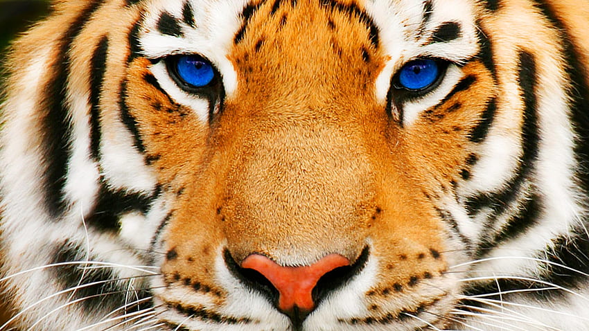 青い目の虎、大きな猫、青い目、虎、虎 高画質の壁紙