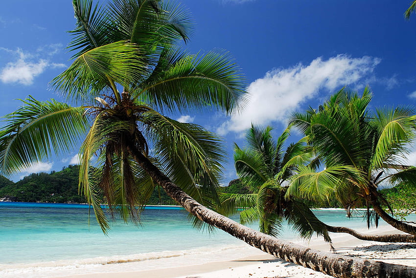 Natura, morze, plaża, piasek, palmy, tropiki, piaszczysta Tapeta HD
