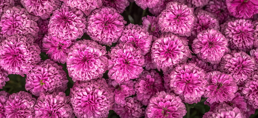 Flowers, Pink, Chrysanthemum HD wallpaper