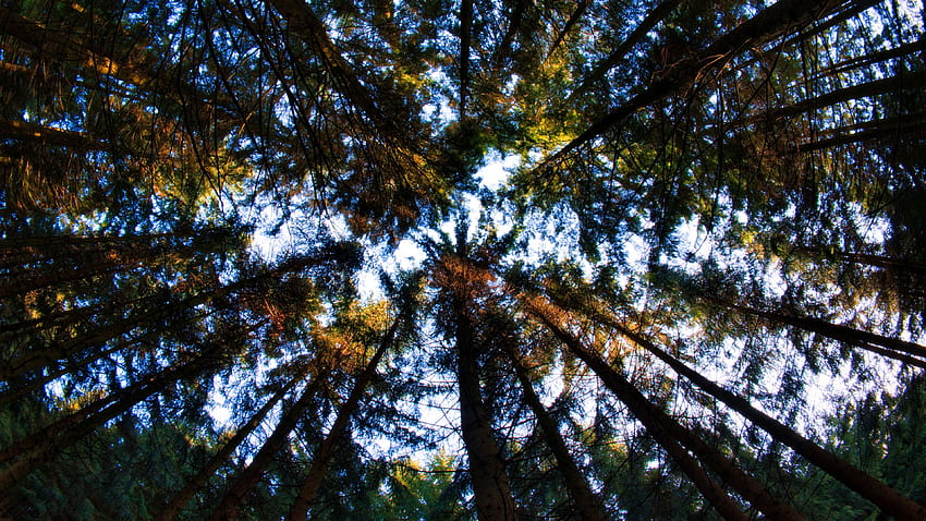 Гледка с око на червея на дървета клони листа гора под синьо небе природа HD тапет