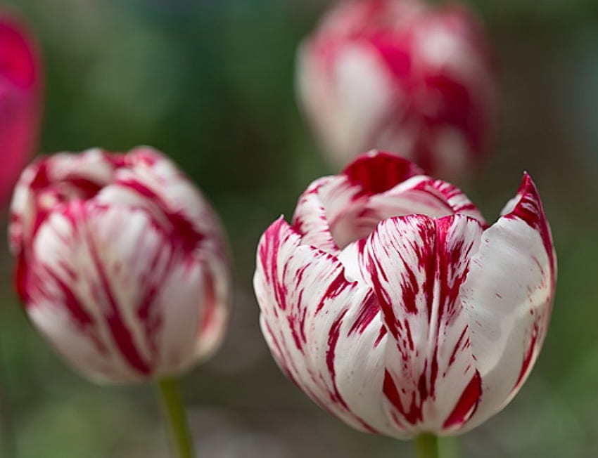 tulipanes rojos y blancos, blanco, campo, rojo, flores, tulipanes, encantador fondo de pantalla