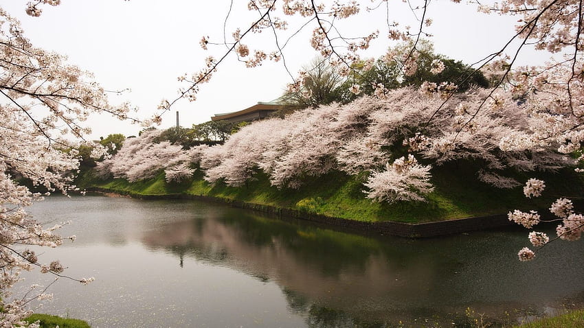 Landscapes: Sakura Tree Water Japan Beautiful River Garden, Cherry Blossom Tree HD wallpaper