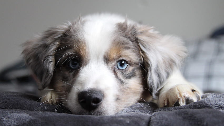 ลูกสุนัข Border Collie ที่น่ารักที่สุด สตูดิโอ 10. ลูกสุนัข , ลูกสุนัข, ลูกสุนัข Border collie, Collie Dog วอลล์เปเปอร์ HD