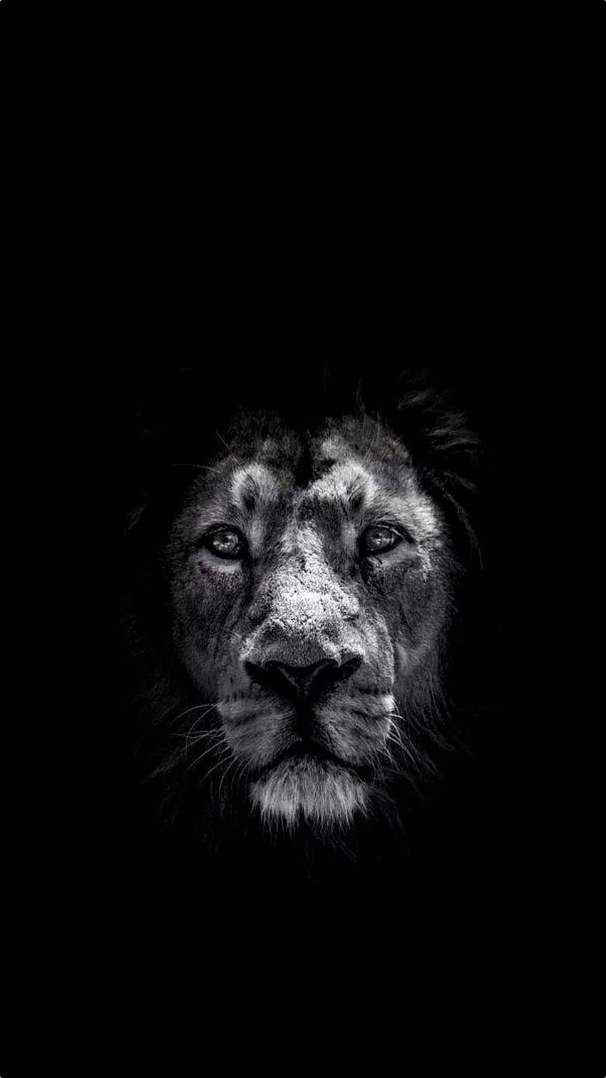 Lions Black HD phone wallpaper | Pxfuel