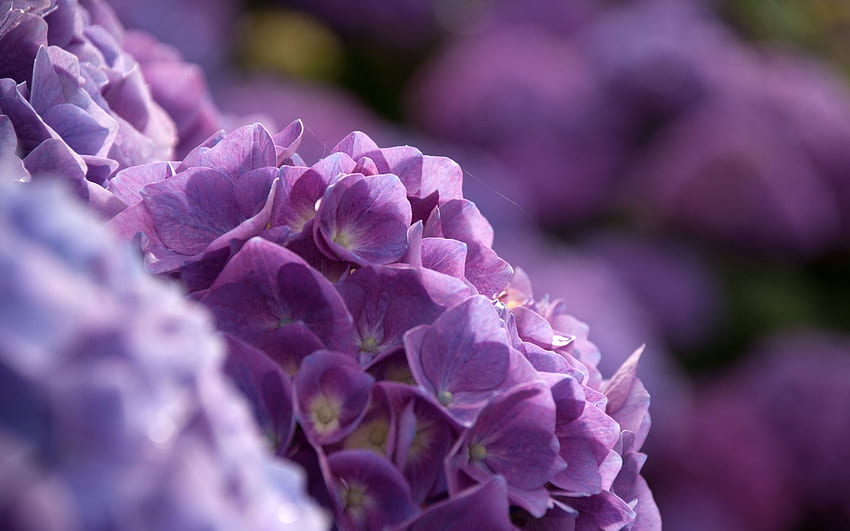 Hydrangea, Purple Hydrangea HD wallpaper