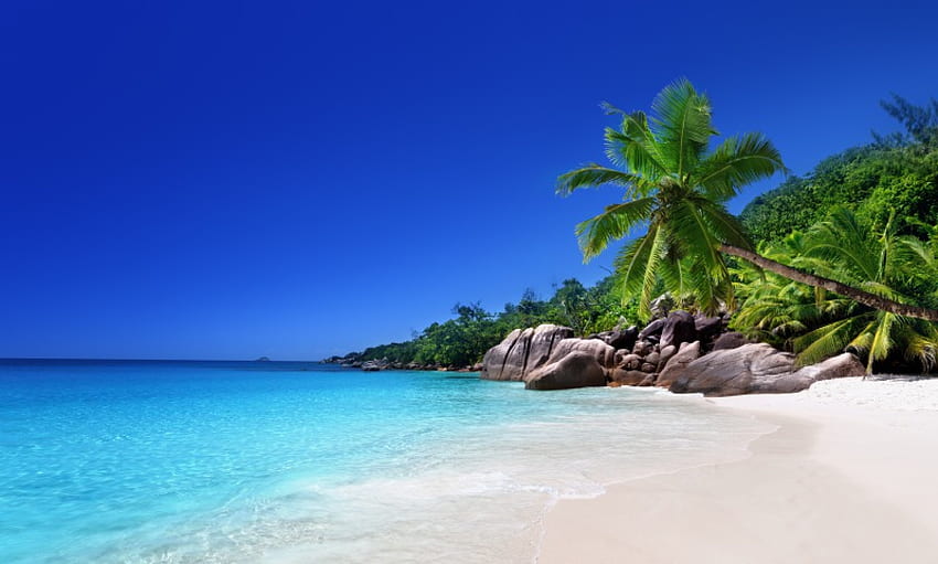 Paraíso tropical, palmeras, mar, sol, arena, costa, tropical, playa fondo de pantalla