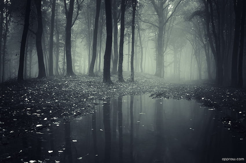 Live wallpaper Rain in the night forest DOWNLOAD FREE 1893438036