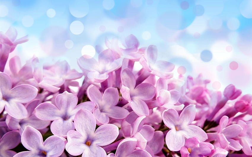 Pink Hydrangea, Purple Hydrangea HD wallpaper
