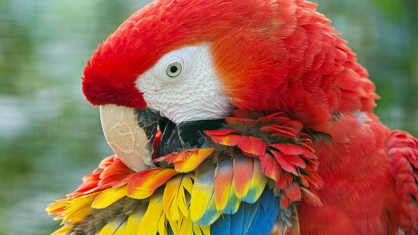 Bellissimo uccello pappagallo rosso Sfondo HD