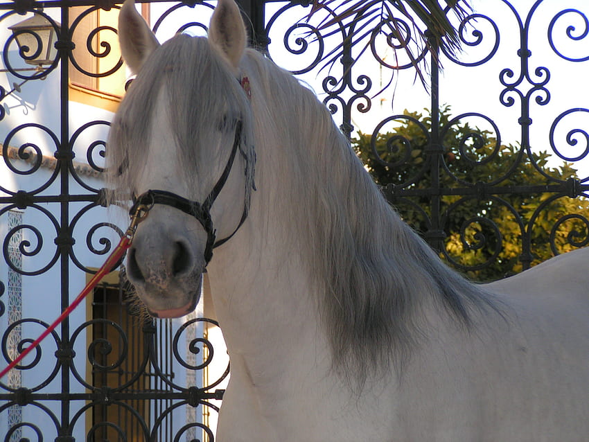 Acertado The Spanish Stallion, andalusian horse, horses, spanish horse, animals, iberian horse, acertado HD wallpaper