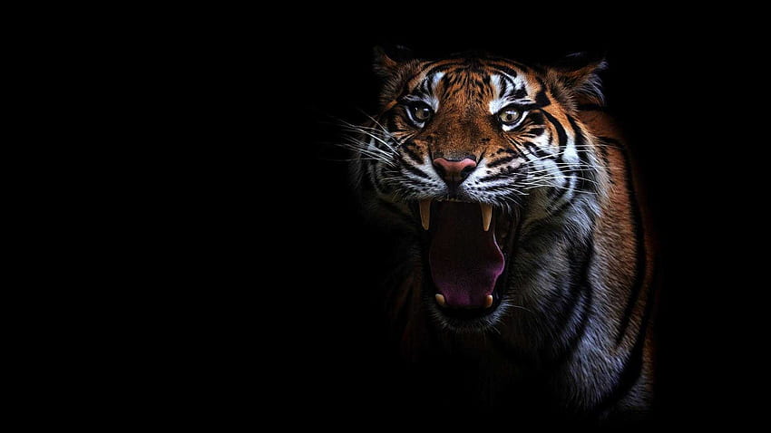 Tiger Roar - Ehrfürchtiger, brüllender Tiger HD-Hintergrundbild