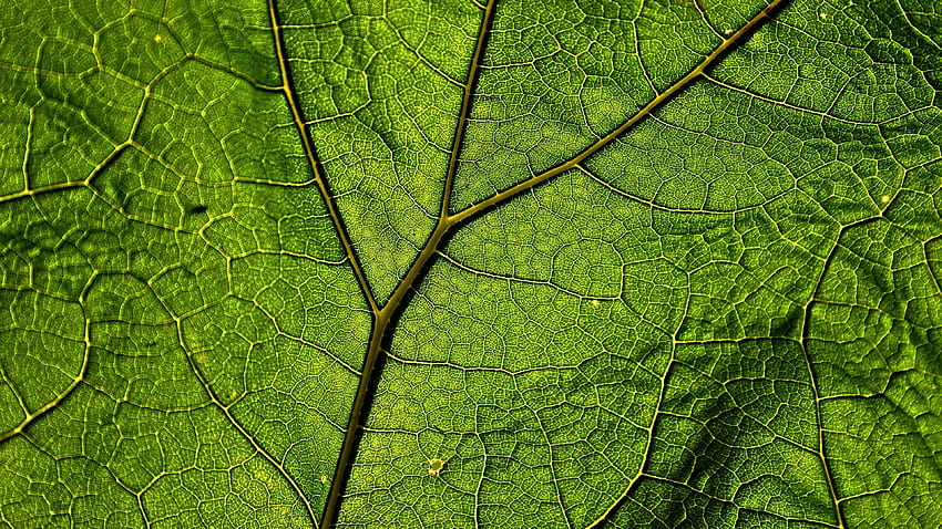 Plant Veins Leaf Macro U HD wallpaper