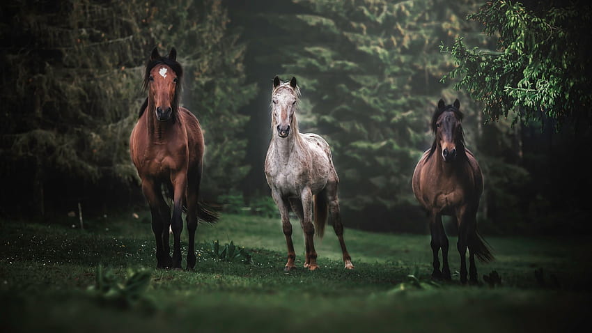 kuda, binatang, kawanan, lari, potret Wallpaper HD