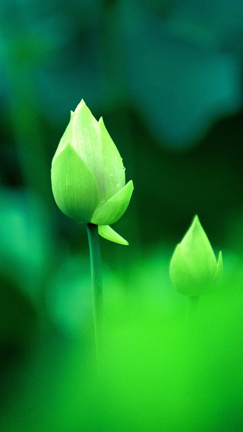 Frisches grünes Lotusknospen-Makro-Bokeh HD-Handy-Hintergrundbild