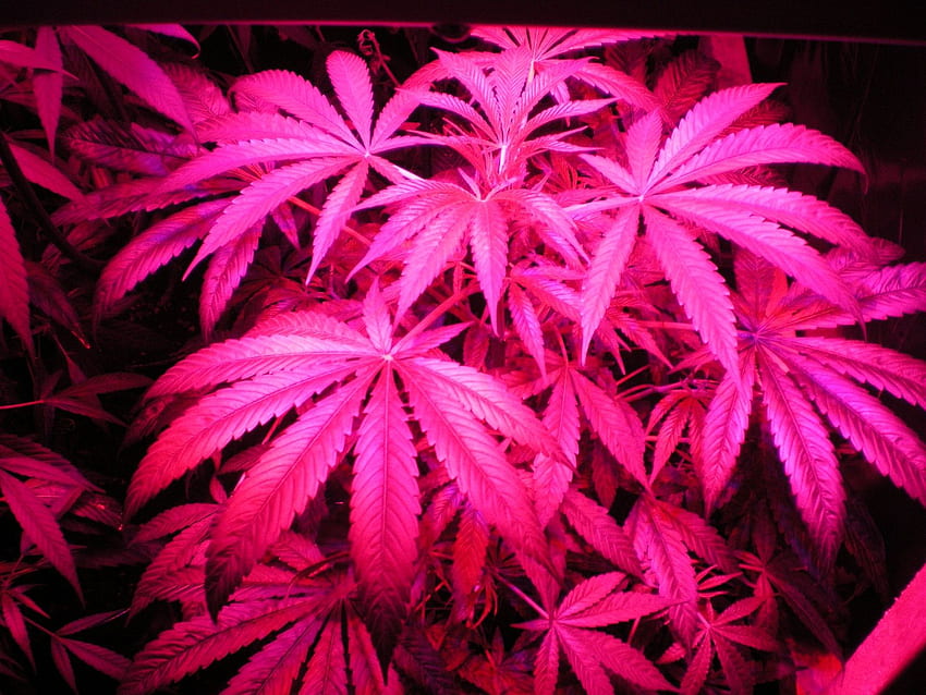Pink Weed Leaf Cannabis medica gro5jpg [] per il tuo , cellulare e tablet. Esplora Weed Foglia. Erba viva che si muove, marijuana fresca, foglie rosa Sfondo HD