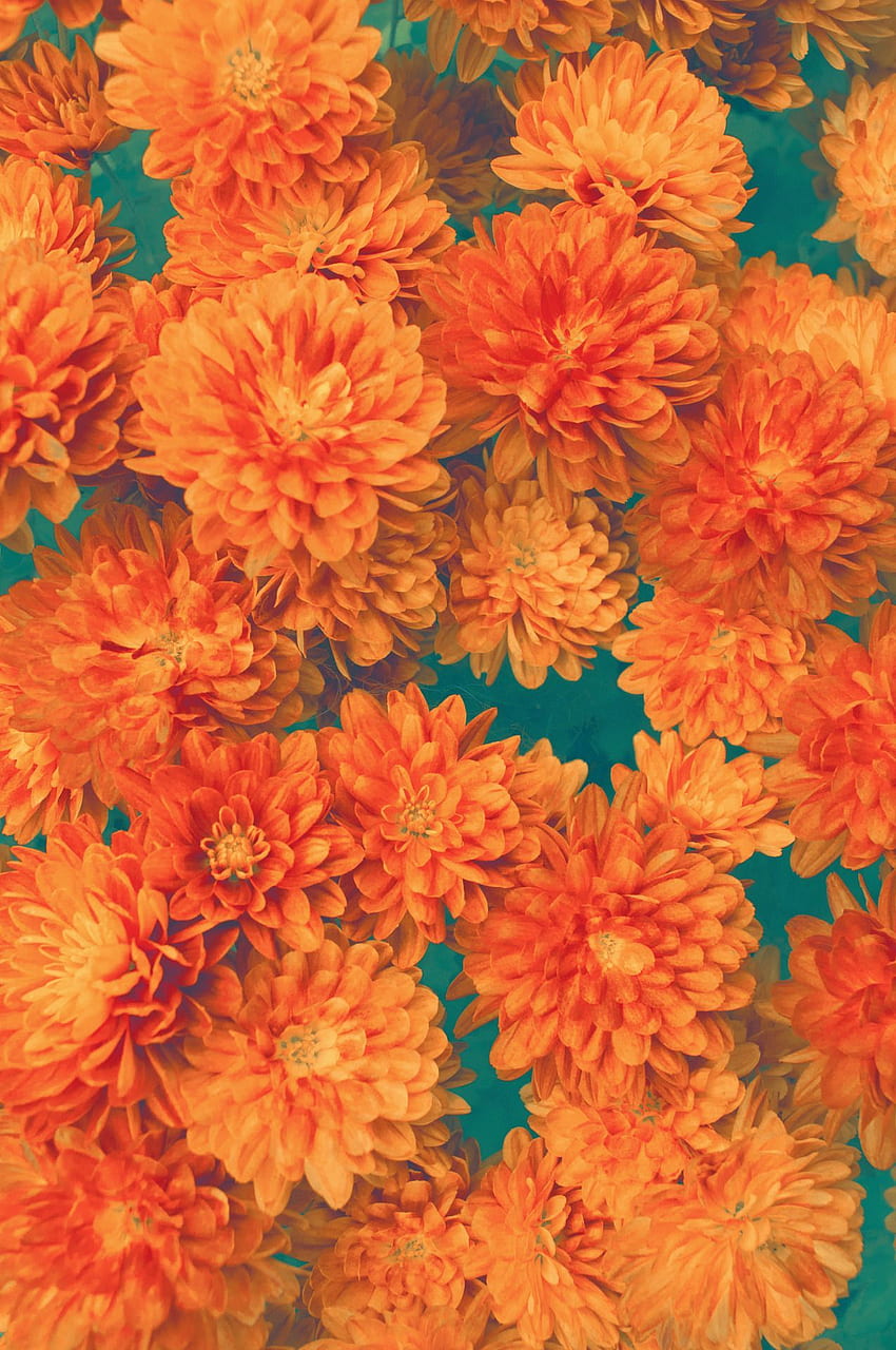 Vintage-Muster: . Orange, Orange-Ästhetik, Blumen-Ästhetik, Retro-Orange HD-Handy-Hintergrundbild