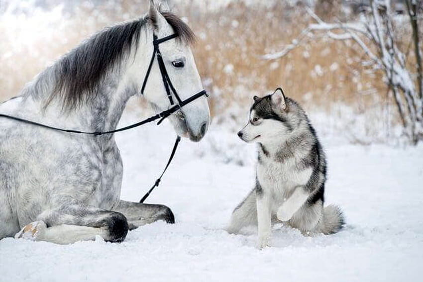 Horse and Dog--Best friends, White, SNow, Horse, Black, Dog HD wallpaper