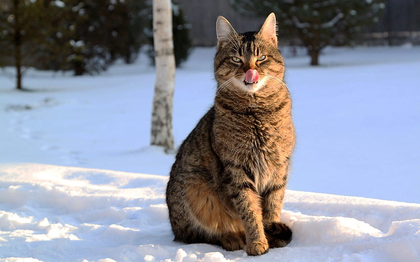 Animals, Winter, Snow, Cat, Muzzle, Striped, Language, Tongue, Lick Your Lips, Licking HD wallpaper