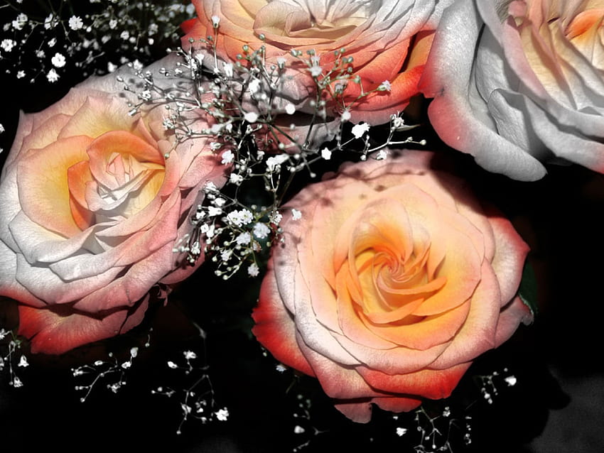 Jolies roses, plantes, génial, couleurs, agréable, couple, fleur, blanc, quatuor, joli, nature, coloré, naturel, double, affaire, noir, graphie, thé, couleurs, cadeau, disposition, beauté, incroyable, amoureusement, des roses, beau, réconciliation, romance, arrangement, orange, roses, gris, rouges, saut, amour, cool, fleurs Fond d'écran HD