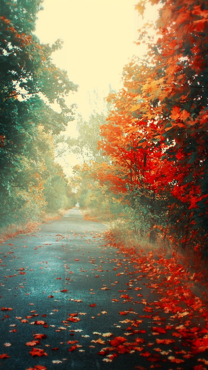 Road, autumn, leaves, asphalt, orange, Autumn's Orange 5 HD phone wallpaper | Pxfuel