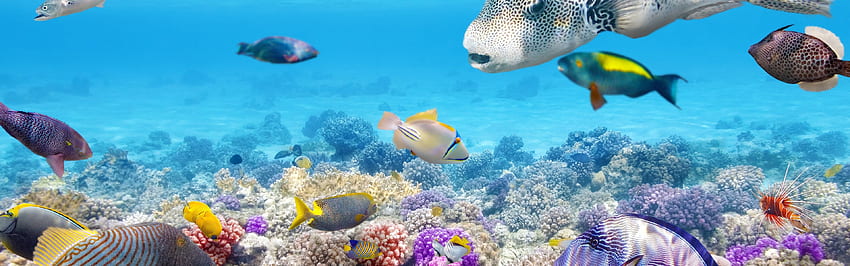 Tropikalne ryby pod wodą, rafa koralowa, ocean, podwójny monitor rafy koralowej Tapeta HD