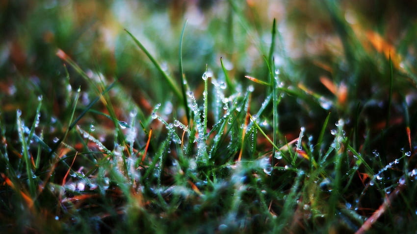 Grass, Drops, Macro, Wet, Morning, Dew, Humid HD wallpaper