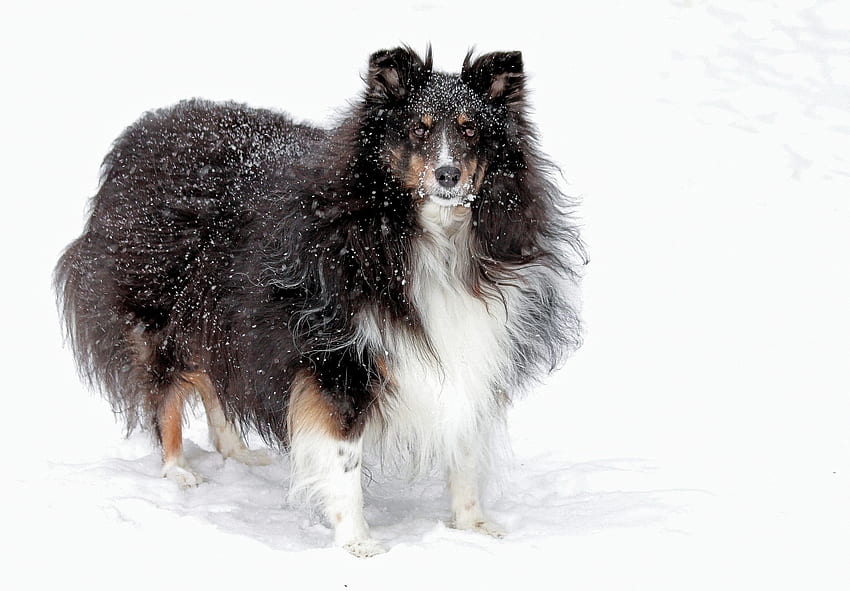 Animals, Snow, Fluffy, Dog, Collie HD wallpaper