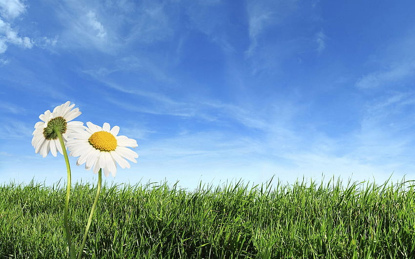 ธรรมชาติ ดอกไม้ หญ้า ท้องฟ้า ดอกแคมะไมล์ ทุ่ง วอลล์เปเปอร์ HD