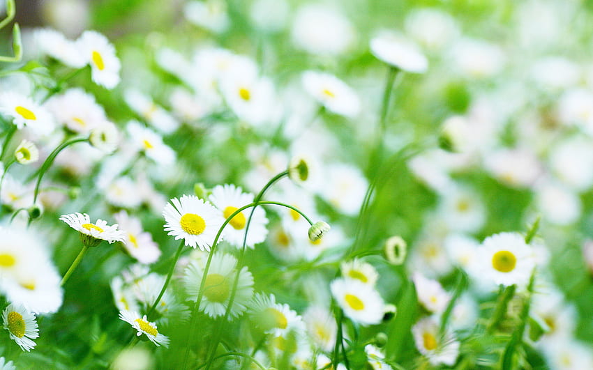 stokrotki, bokeh, lato, pole rumianku, białe kwiaty, piękne kwiaty, Stokrotka pospolita Tapeta HD