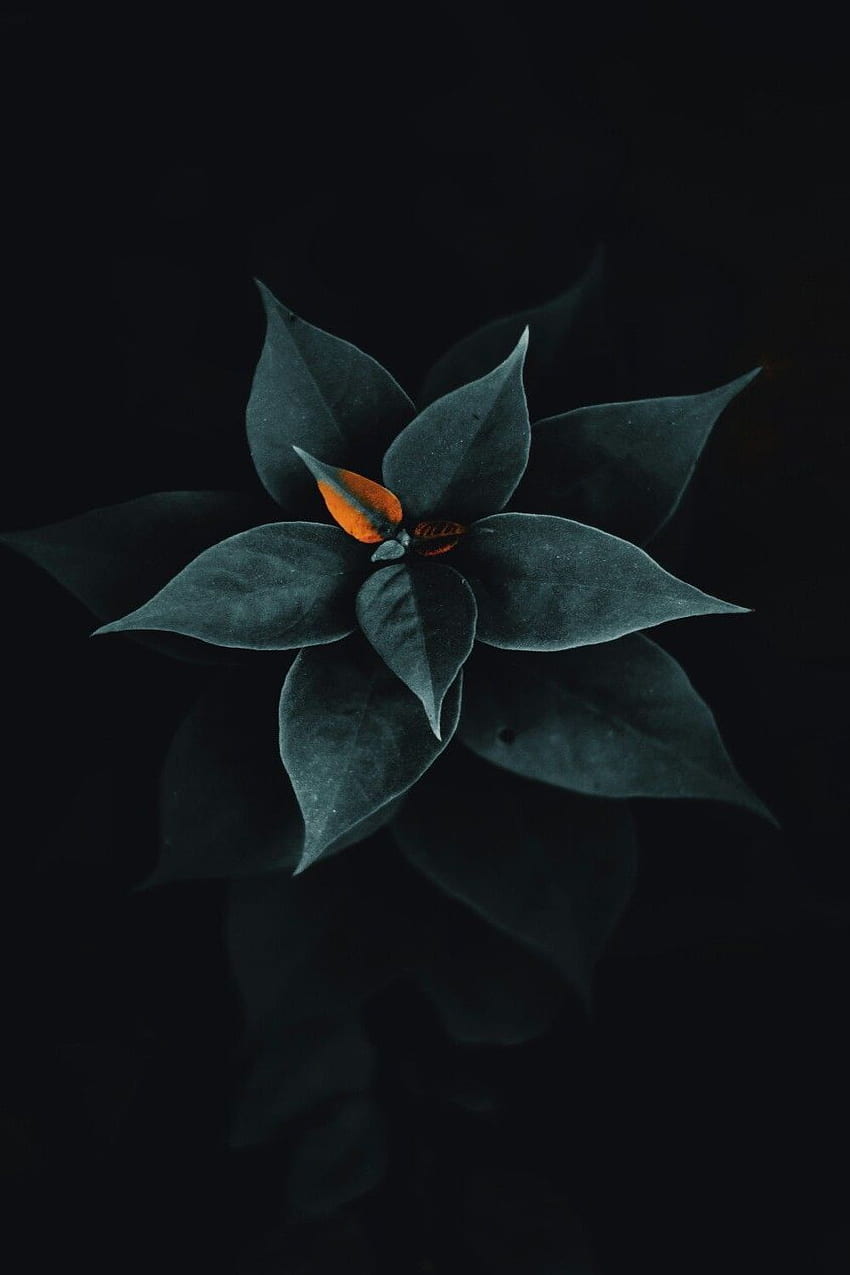 Mejor negro s. Leaves iphone, Flores negro y negro fondo de pantalla del teléfono
