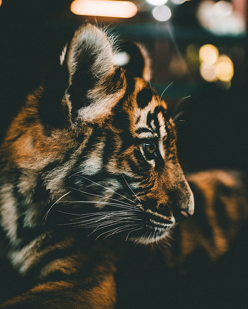 Portret tygrysa, młode tygrysie, młode, kaganiec, młode tygrysy Tapeta na telefon HD