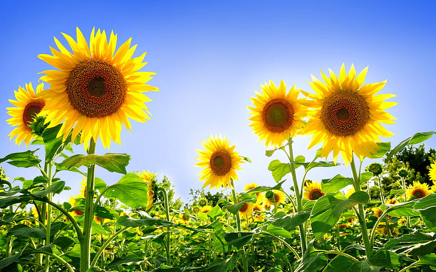 Sunflowers, nature, sunflower, yellow, flower HD wallpaper