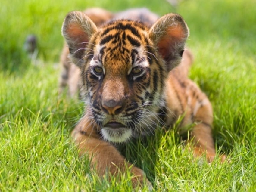 Baby Tiger, bambino, tigre, fauna selvatica, animali Sfondo HD