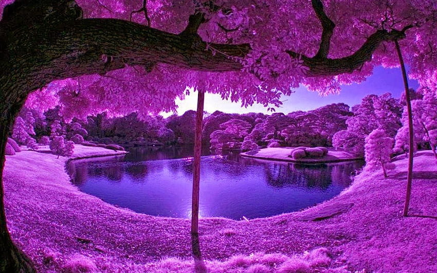 Phong cảnh tím (Purple Landscape): Phong cảnh tím là một trong những điểm nhấn đặc biệt của thiên nhiên, tô điểm cho các bức hình với sự độc đáo và sự xinh đẹp của nó. Đừng bỏ qua cơ hội để chiêm ngưỡng những bức ảnh phong cảnh tím tuyệt đẹp như trong bộ sưu tập này.
