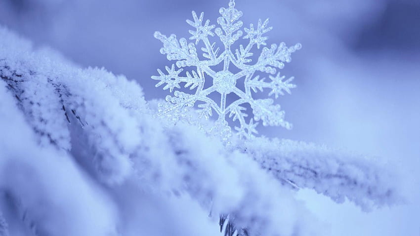 เกล็ดหิมะสด เกล็ดหิมะคริสต์มาส วอลล์เปเปอร์ HD