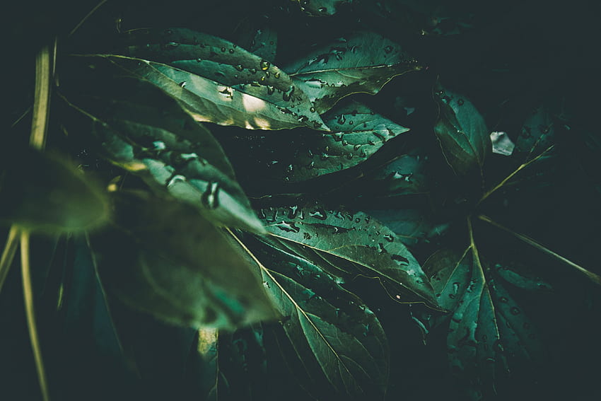 Leaves, Drops, Plant, Macro, Moisture, Dew HD wallpaper