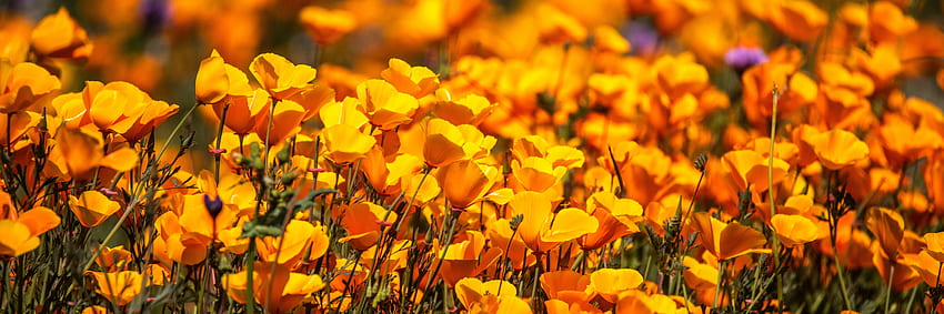 Yellow poppy farm, blossom, nature HD wallpaper