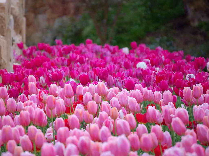 tulip field, purple, pink, tulips, field HD wallpaper