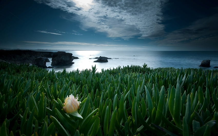 ocean landscape, clouds, grass, water, flower HD wallpaper