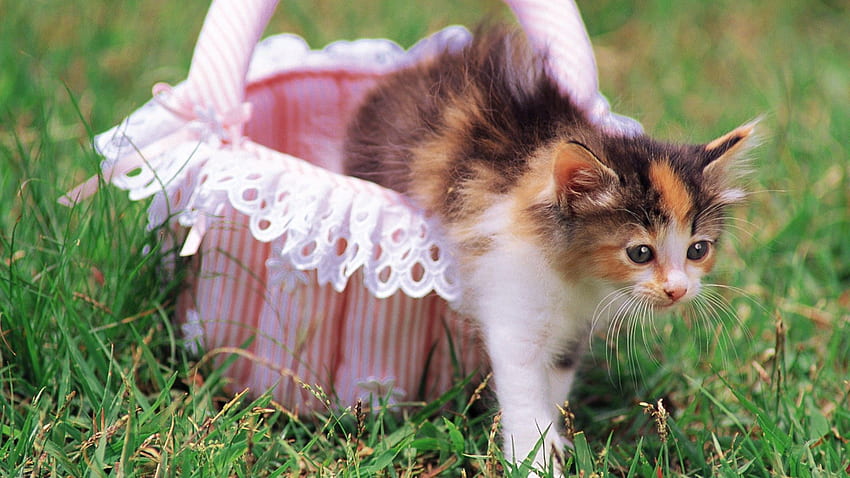 Animals, Grass, Cat, Kitty, Kitten, Basket, Tenderness HD wallpaper