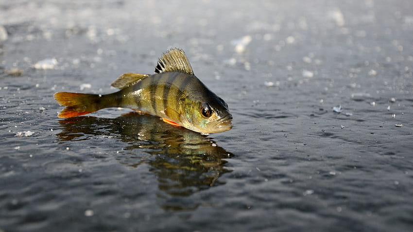 Potential competition between black crappie and invasive white perch in  freshwater reservoirs – Fish Habitat Section of the American Fisheries  Society