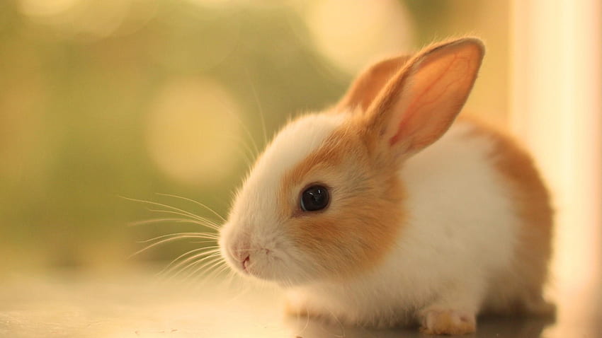 Cute baby bunny, Rabbit, Fluffy, Fur, Cute HD wallpaper | Pxfuel