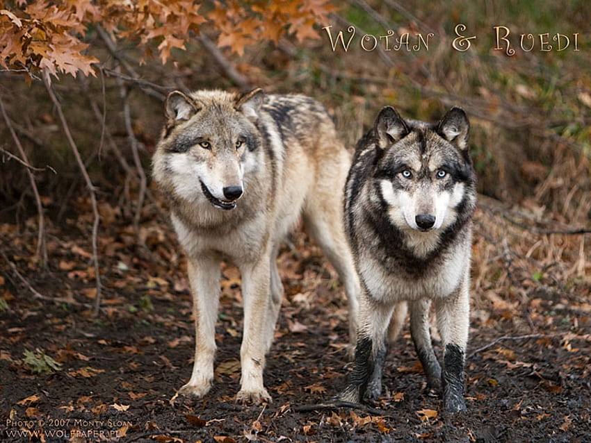 Wolves In a Mud Puddle, mexican wolf, wolves in love, wolves, mud, nature, grey wolf HD wallpaper