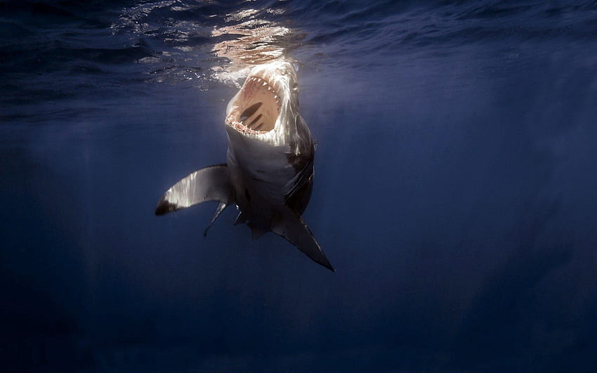 Animals, Sea, Teeth, Under Water, Underwater, Shark HD wallpaper