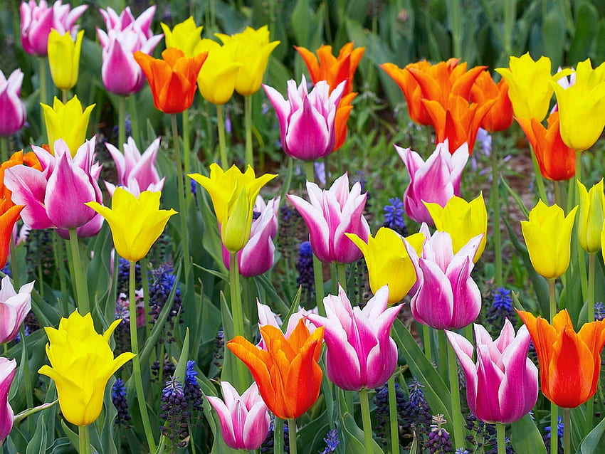 tulipes de couleur, fleurs, tulipes, couleur Fond d'écran HD