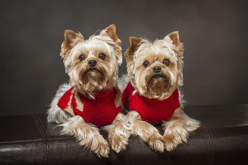 Yorkie Dogs In Red Christmas Sweaters iWall [] for your , Mobile & Tablet. Explore Yorkie Christmas . Yorkshire Terrier , Yorkie HD wallpaper