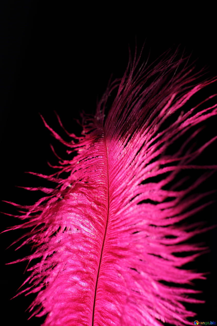 Bird Feathers Red And Black Feather Macro â 16304. Pics On Cc By