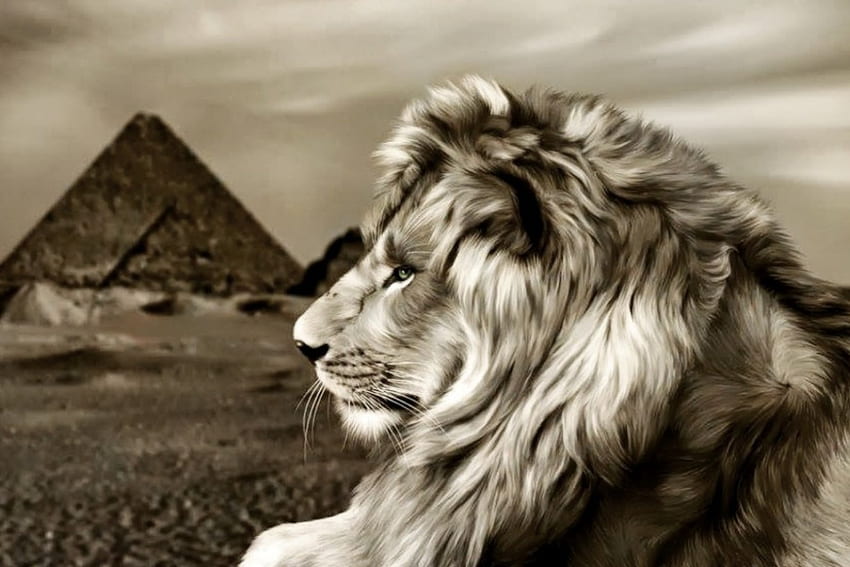 Величието на лъва и пирамидите, животно, пясък, лъв, пирамида HD тапет