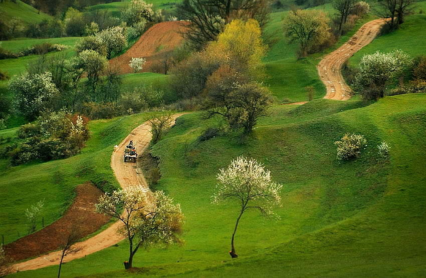 Селски път, страна, поле, зелено, дърво HD тапет