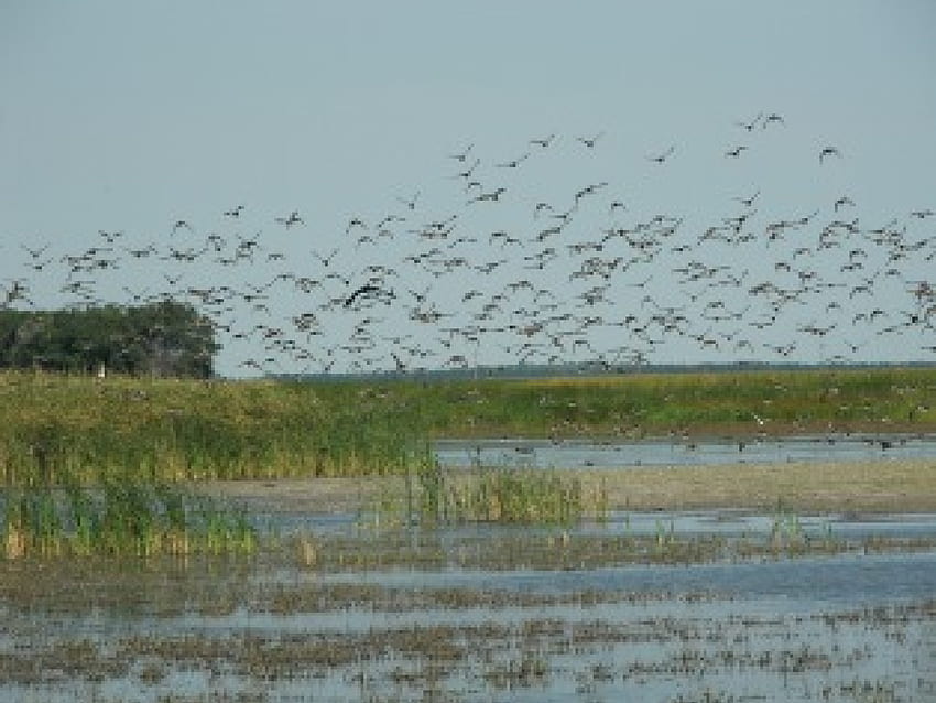 Полет, патици, опашки, водни птици, Северна Дакота, влажна зона HD тапет